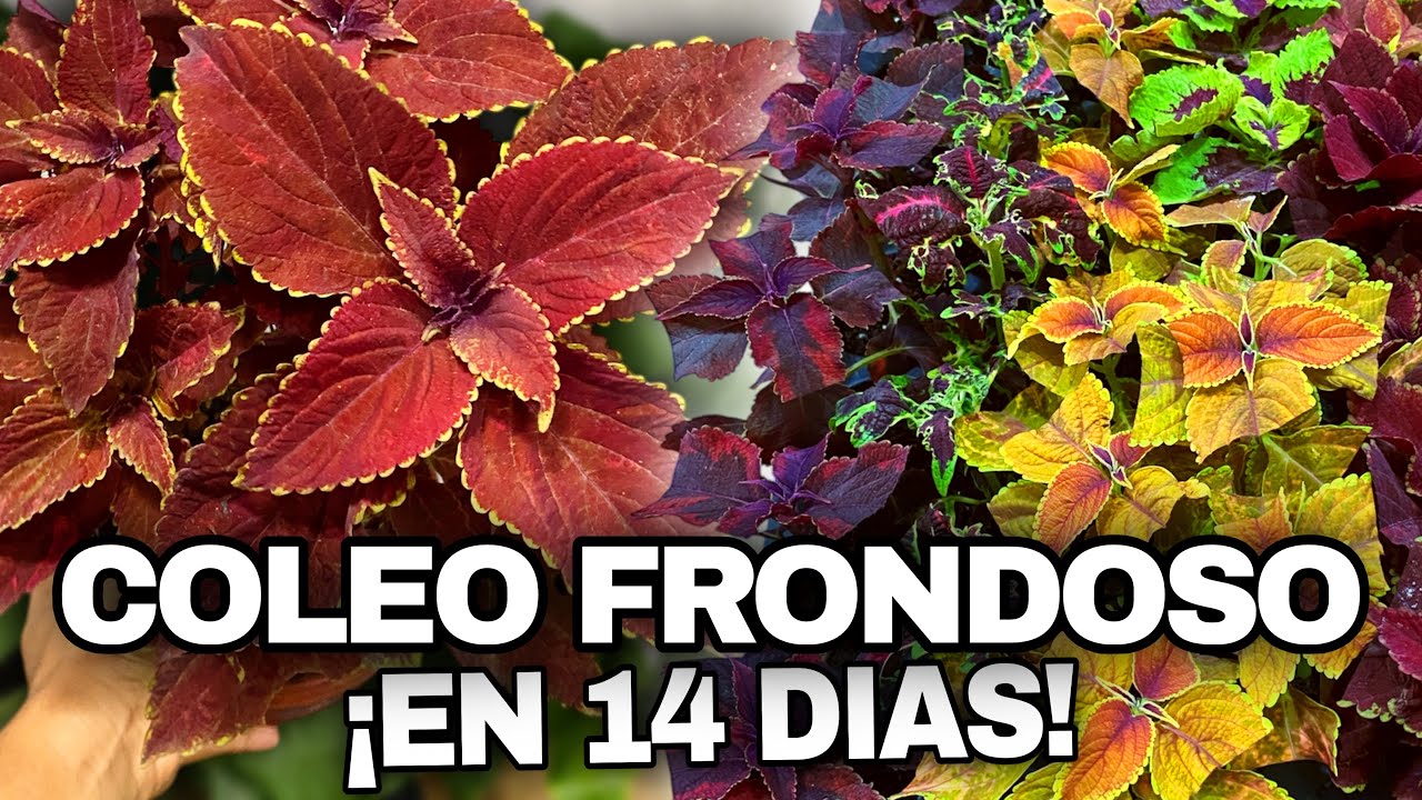 Así multiplique mis Coleos en solo 14 días (100% Efectivo)