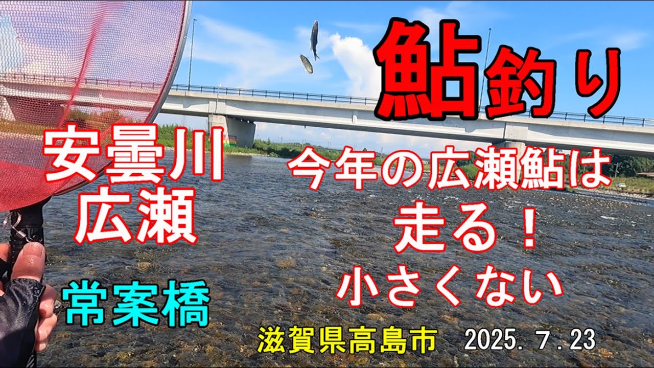鮎友釣り　安曇川　広瀬　常案橋　今年の広瀬鮎は走る！　小さくない　2025.7.23　滋賀県高島市