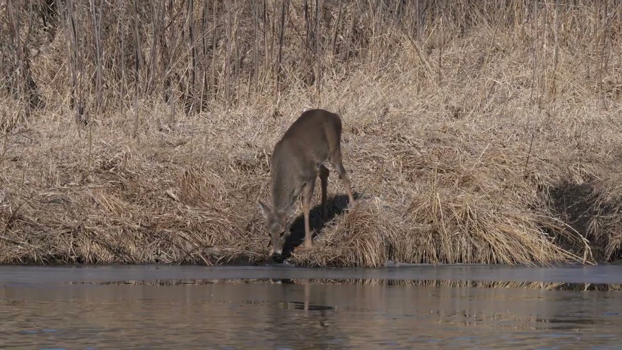 North American White-tailed Deer leisurely move along a river on a northern USA oak savanna