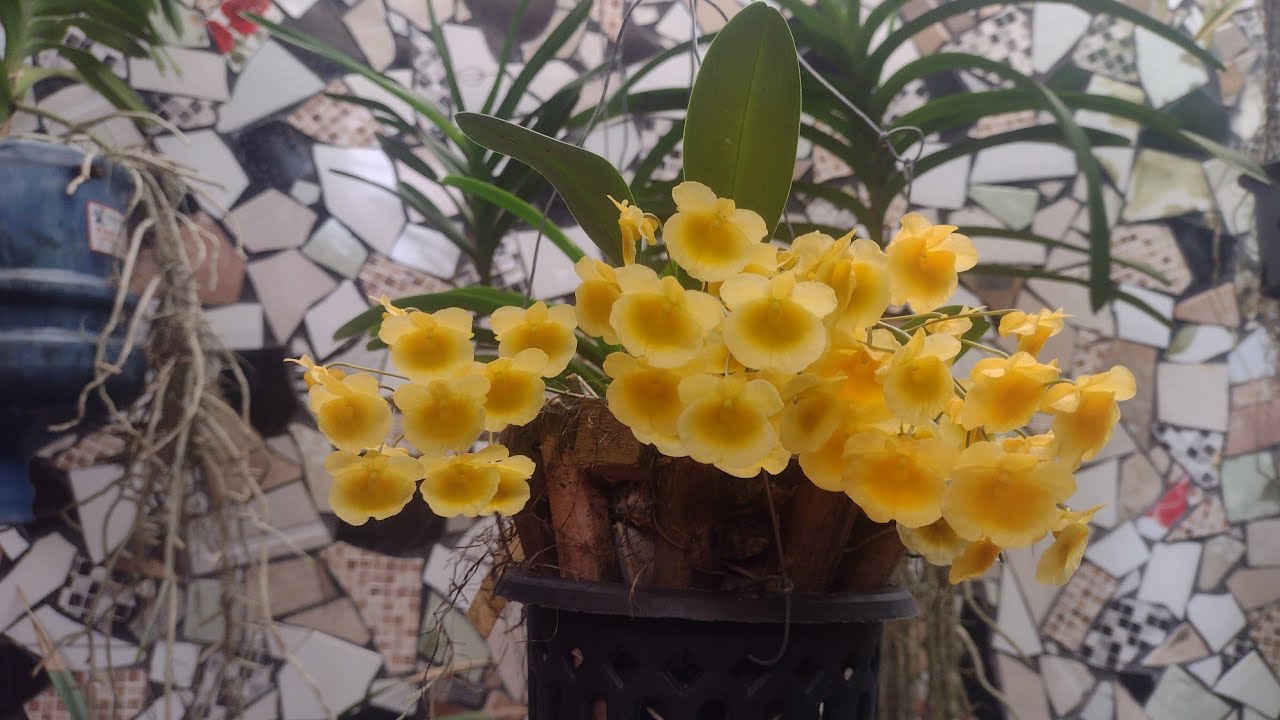 DENDROBIUM FLORIDO E OUTRAS ORQUÍDEAS FLORIDAS 