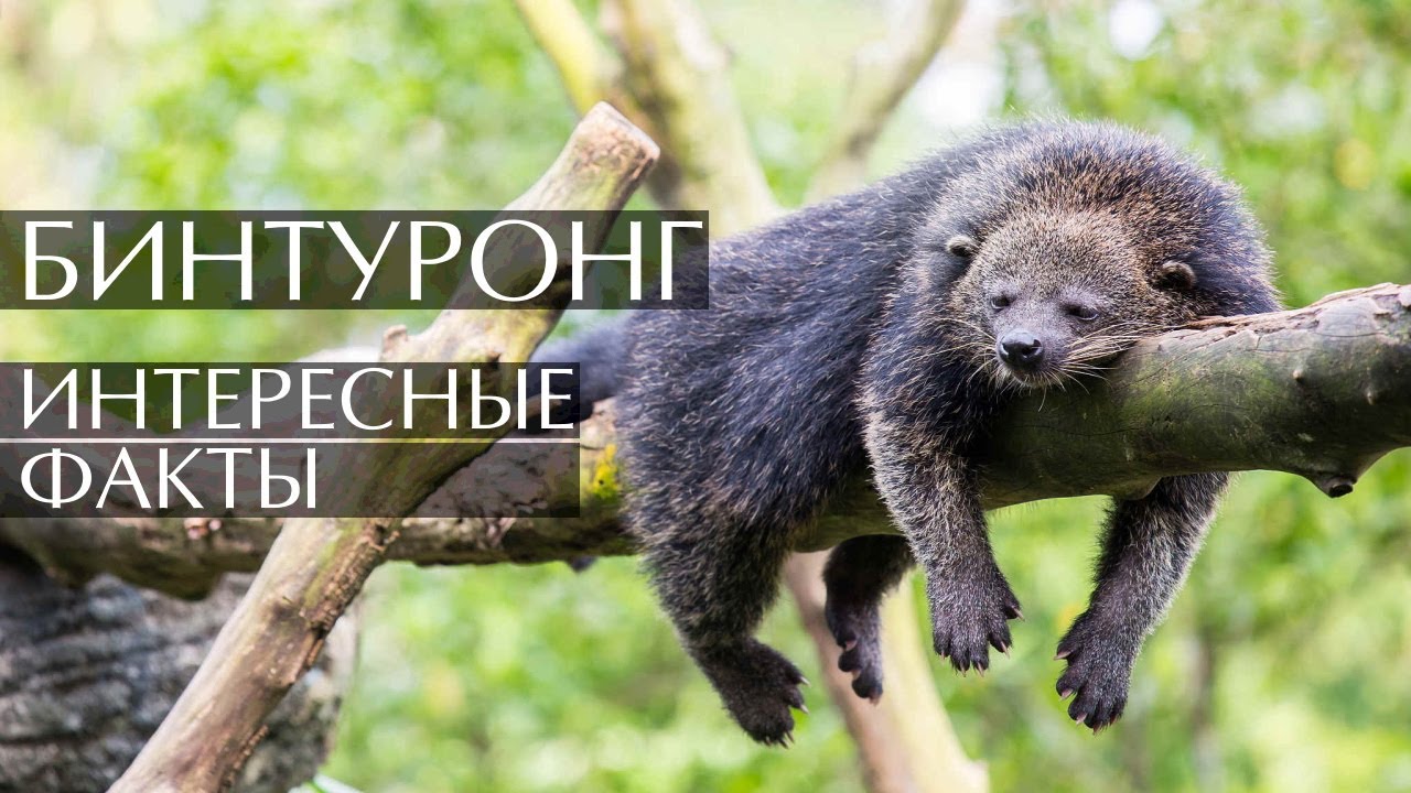 Бинтуронг - интересные факты