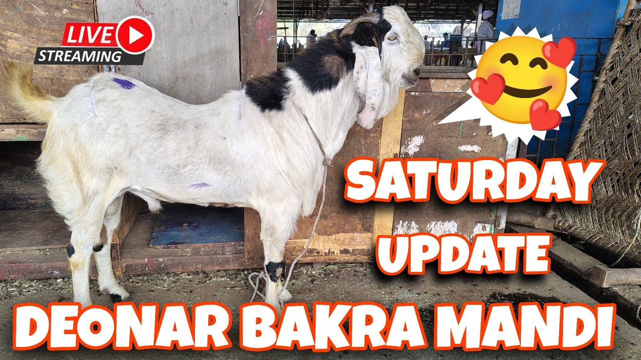 DEONAR BAKRA MANDI 7 / 2/ 2026 SATURDAY LATEST UPDATE 🥵 #deonar #goat #bakr #vlog #mzv 