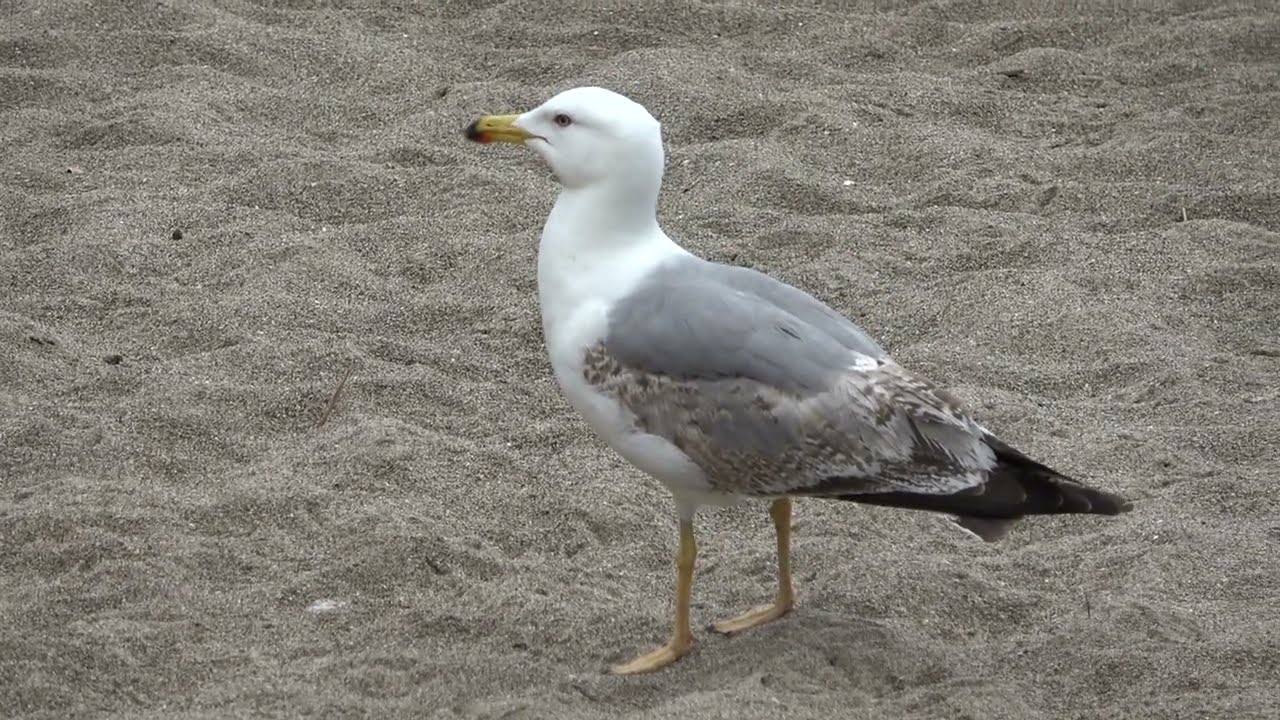 Yellow-legged Gull, Birds of Andalucia, Spain