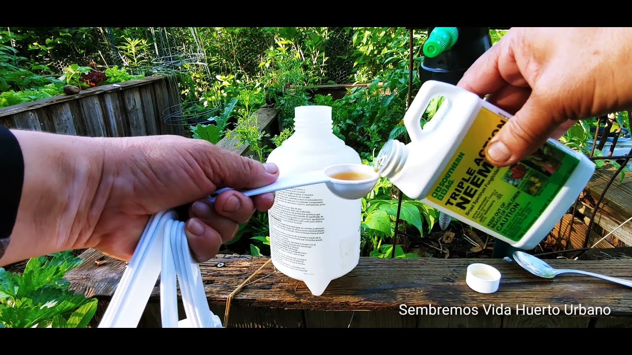 COMO DILUIR Y FUMIGAR CON  EL ACEITE DE NEEM.