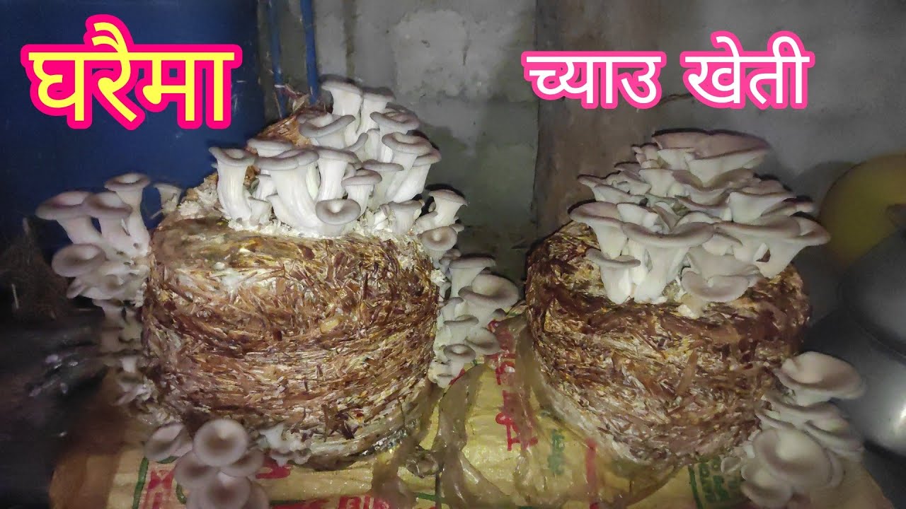 AYO MERO PANI DAILY VLOG | #mydailyvlog