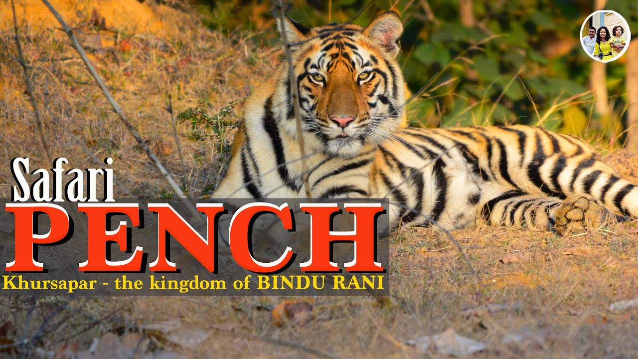Bindu Tigeress Spotted at Khursapar Gate | Wildlife Safari Pench national park