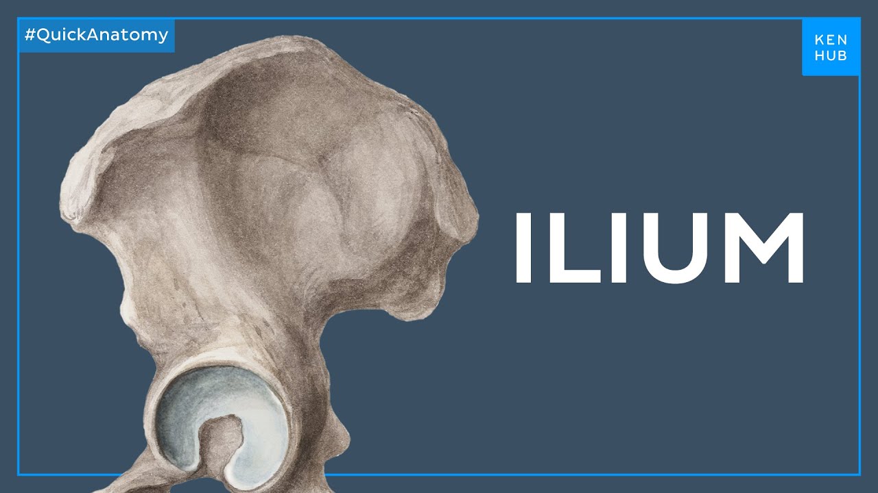 Anatomy of the ilium - Quick Anatomy |&nbsp;Kenhub