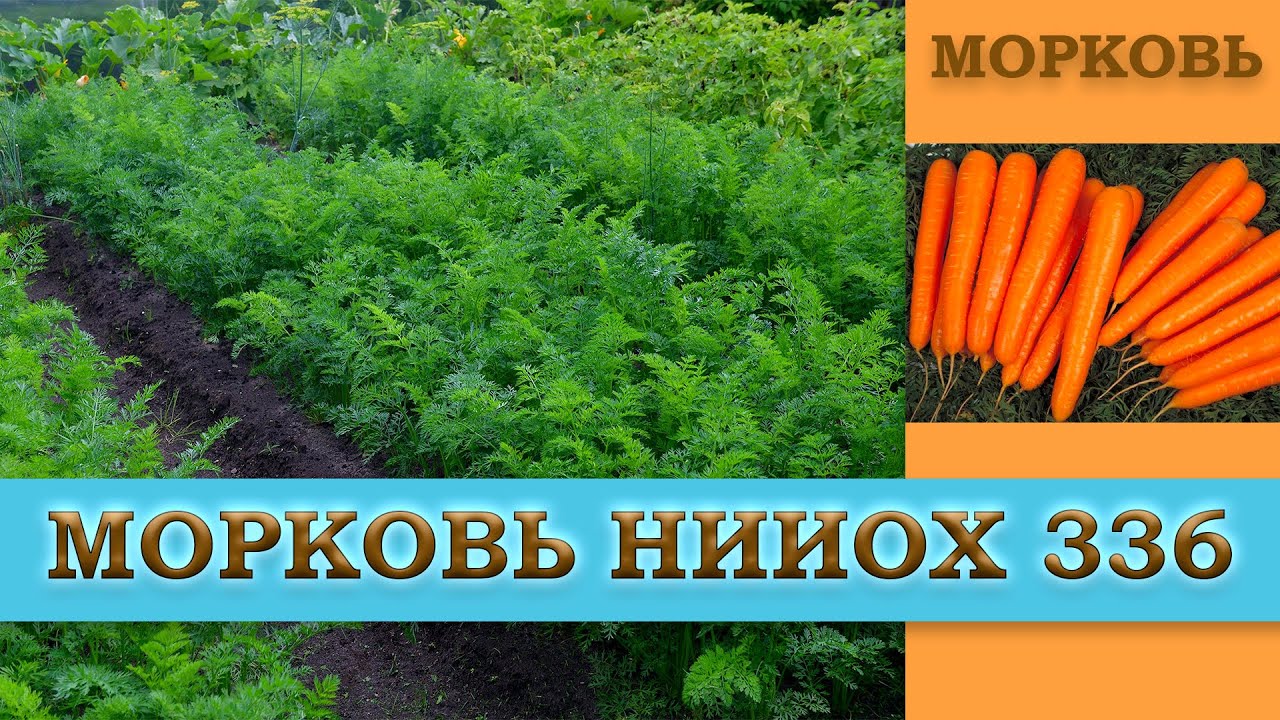 МОРКОВЬ НИИОХ 336 - СРЕДНЕСПЕЛЫЙ ПРИСПОСОБЛЕННЫЙ К ВЫРАЩИВАНИЮ В РЕГИОНАХ С НЕБЛАГОПРИЯТНЫМ КЛИМАТОМ