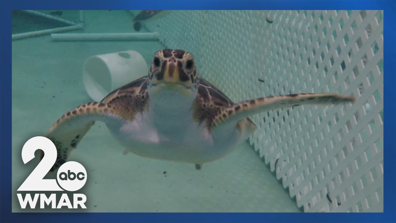 Национальный аквариум спас морских черепах от переохлаждения.