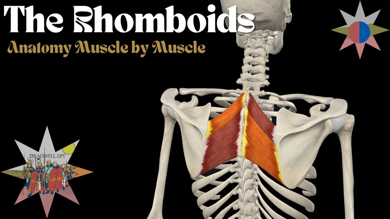 Rhomboids Major & Minor Explained | Anatomy, Function, Clinical Relevance