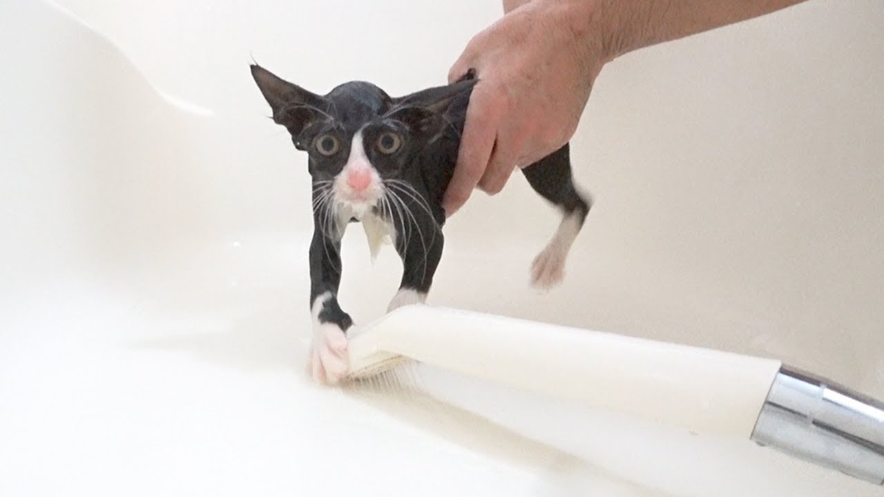 はじめてのお風呂は必死で絶叫　子猫保護７日目