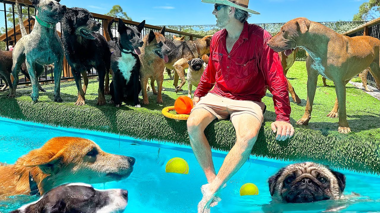 BIG Pool Day for Shelter Dogs // My Life Vlog - with Dogs