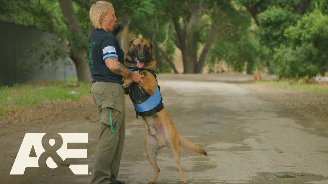Police Dog Handlers Share Emotional K9 Stories (Part 1) | America's Top Dog (Season 1) | A&E