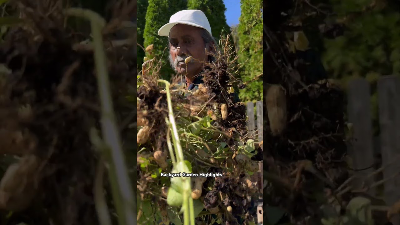 Peanut harvest n NJ Garden | Backyard Garden Highlights