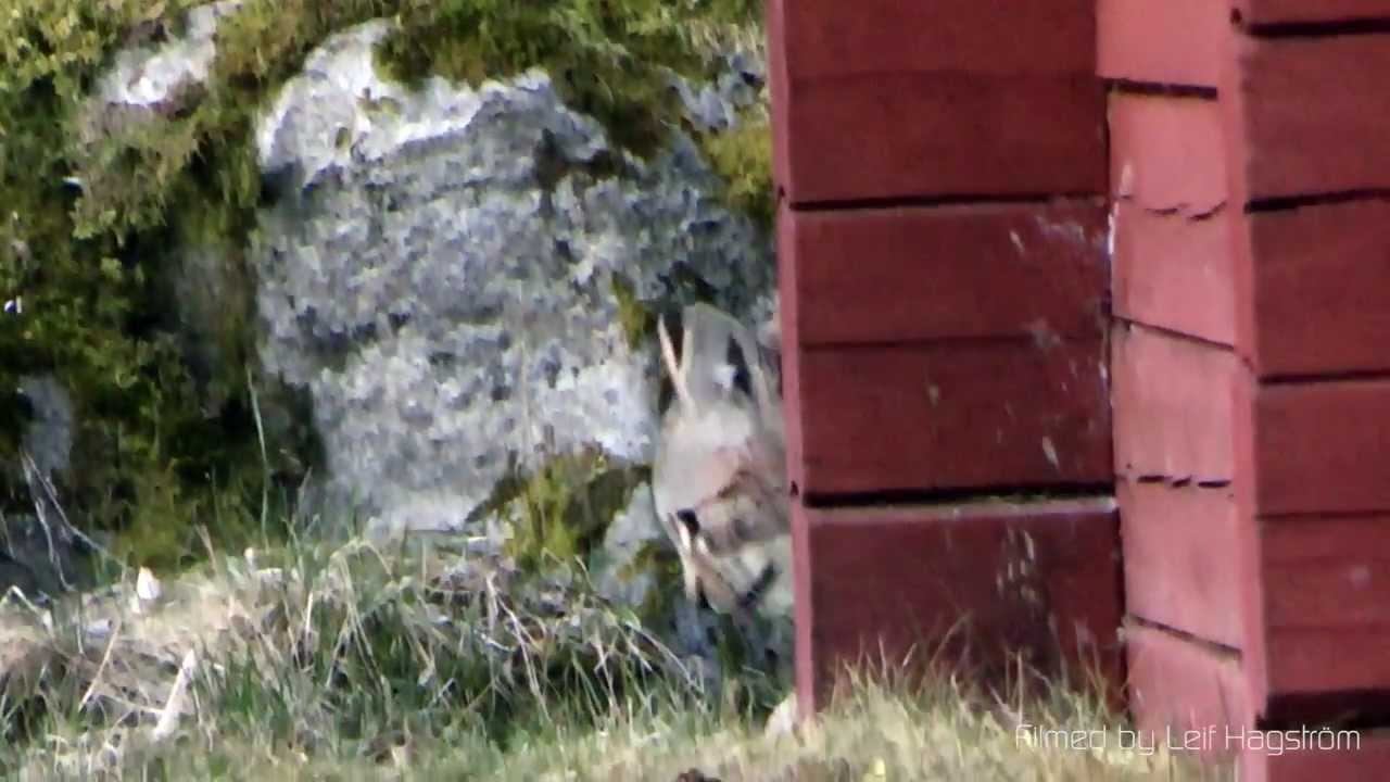 Meeting with a lynx. Möte med ett lodjur
