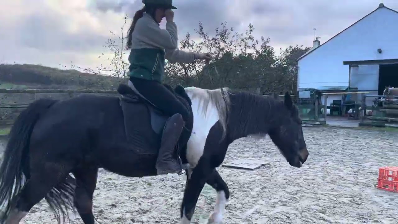 Hazel & Fidget November Equiagility
