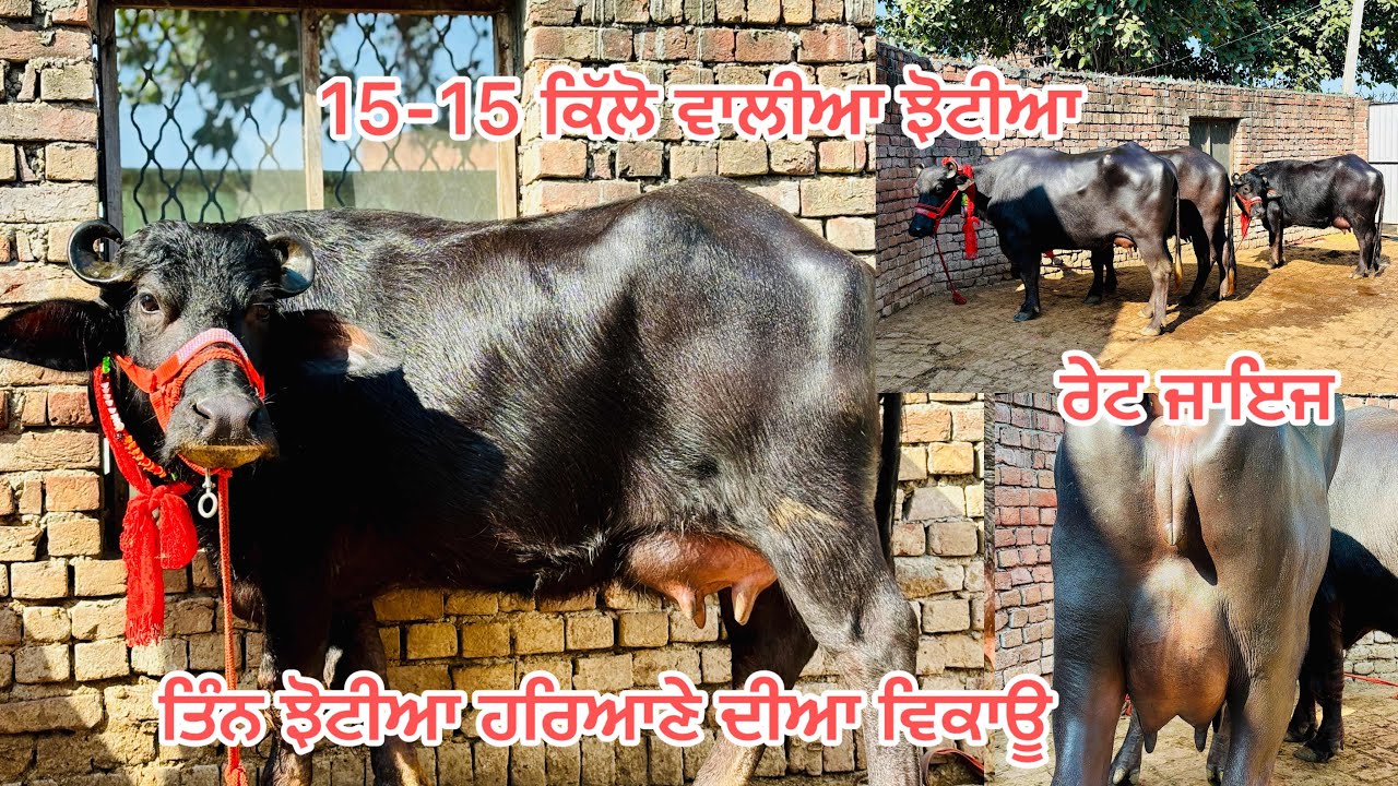 8 ਫ਼ਰਵਰੀ 2026📞9501363070👉ਪਹੁੰਚ ਫ੍ਰੀ ਕਰਨੀ ਰੇਟ ਜਾਇਜ #baffalo #farming #animals 