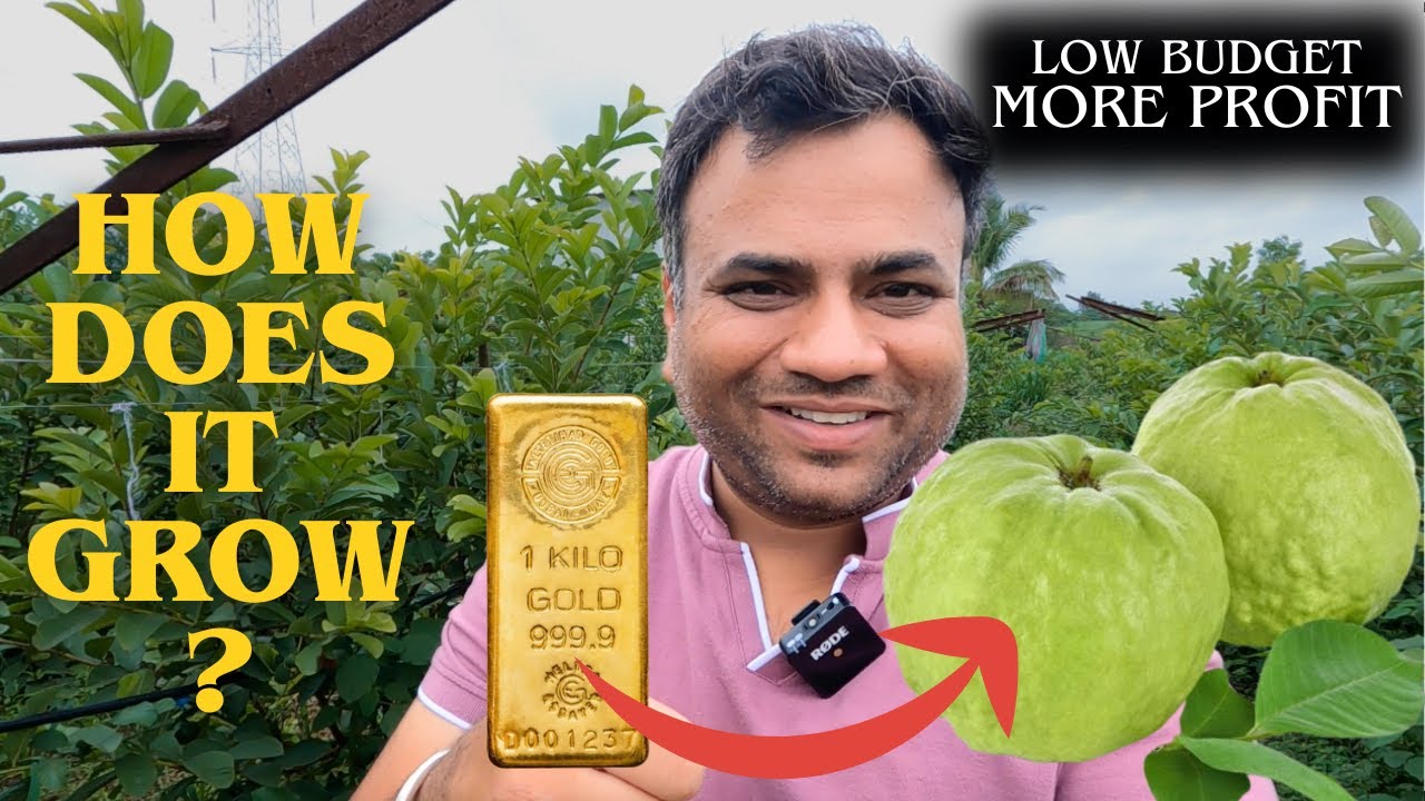 “सोच रहे हैं फार्मिंग? जानिए अमरूद की खेती का आसान तरीका” Guava Farming