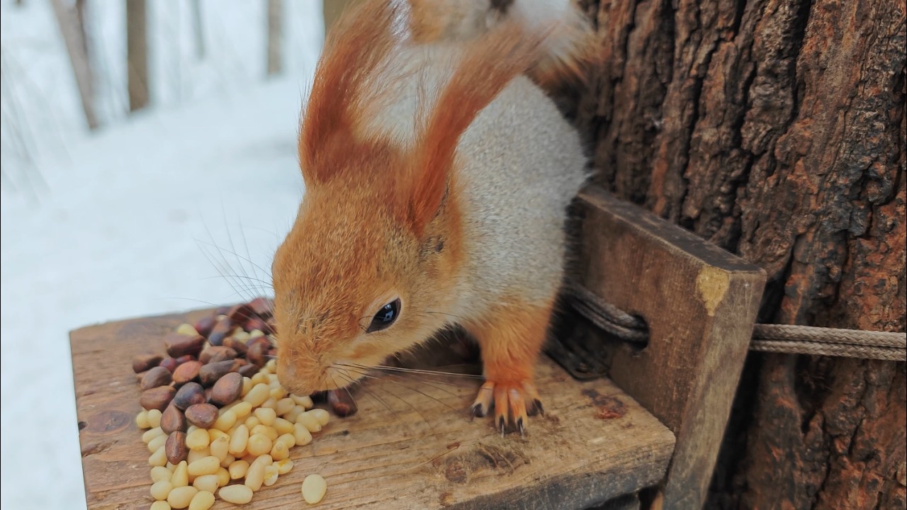 Ещё одна белка с хвостиком / Another squirrel with a tail