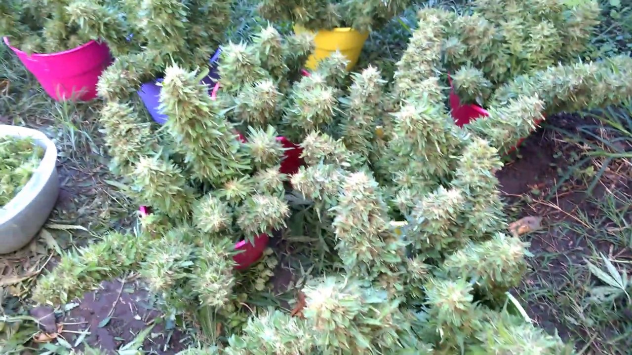 Marihuana Amnesia gold en Scrog Cosecha