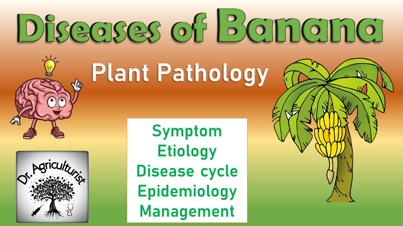 L 24 | Diseases of Banana | केले में लगने वाले रोग और उनका समाधान @doctor.agriculture