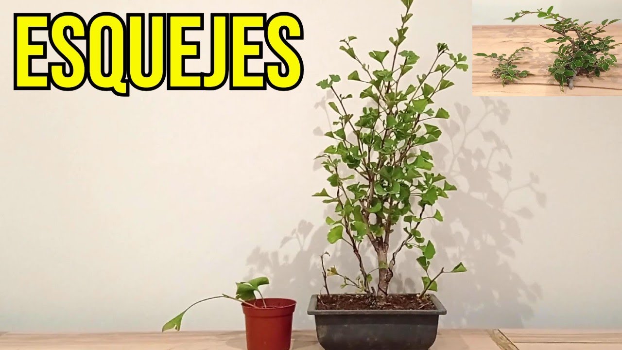 ESQUEJES de Ginkgo y Olmo Chino Frosty - BONSAI