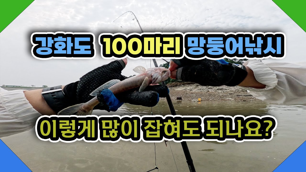 강화도 망둥어 원투낚시 100마리 망둥어낚시 , 낚시입문자 지겹도록 한번 강화도 망둥어낚시 즐겨보세요
