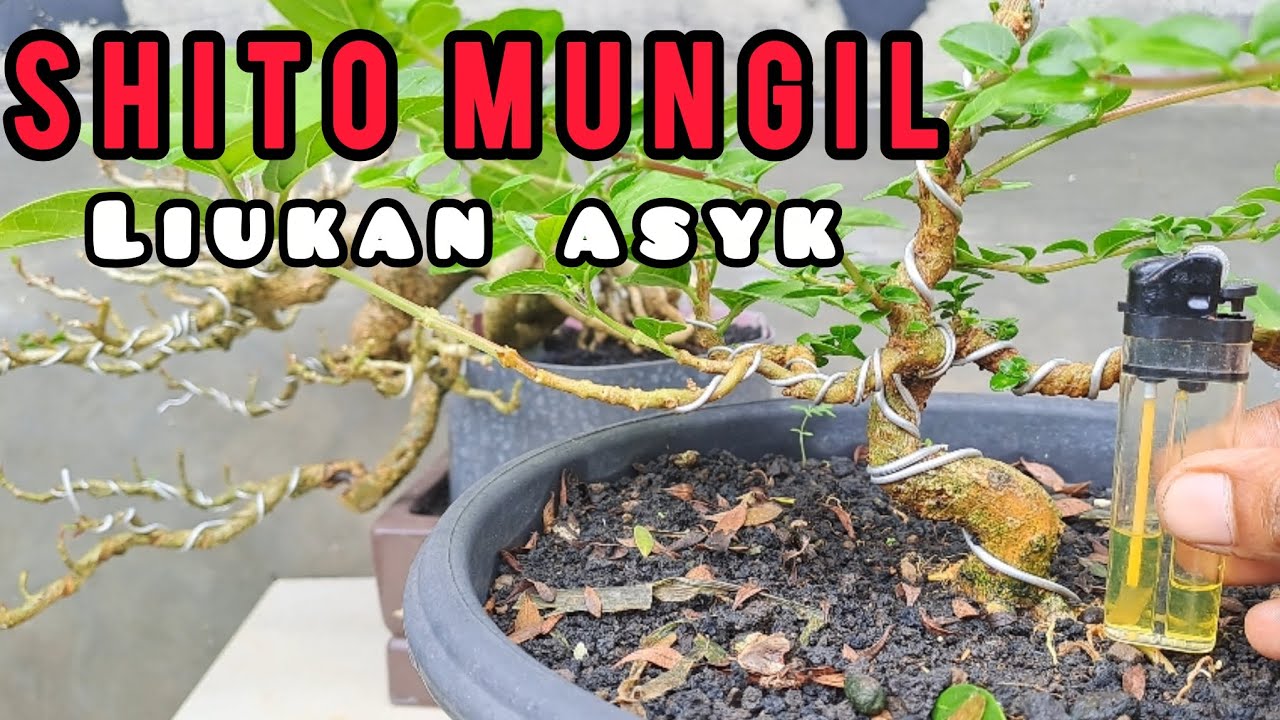 Pres cabang bonsai sancang shito