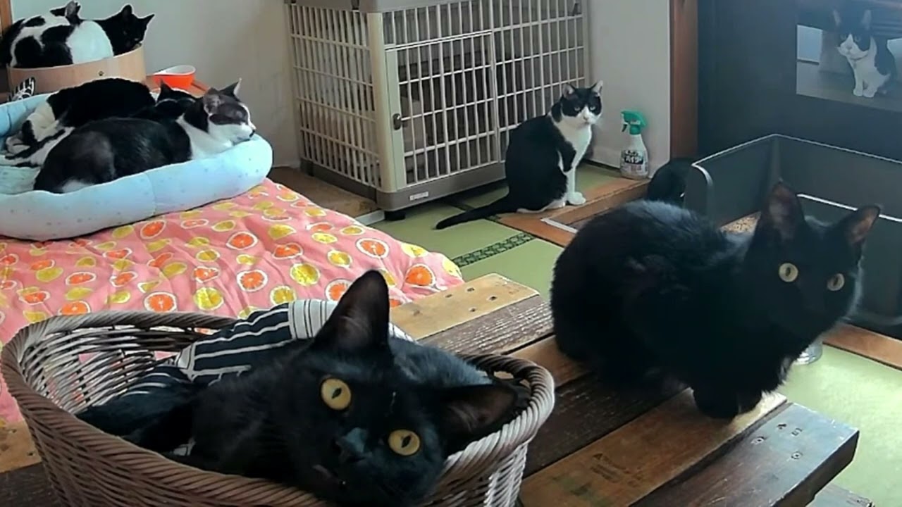 カメラ目線な黒にゃんずとトイレを見つめるチニくん