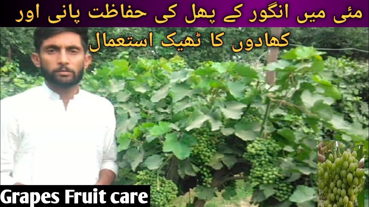 Grapes vine care in hindi/urdu||Grapes Fertilizer plan||Grapes fruit care||Mr plant||