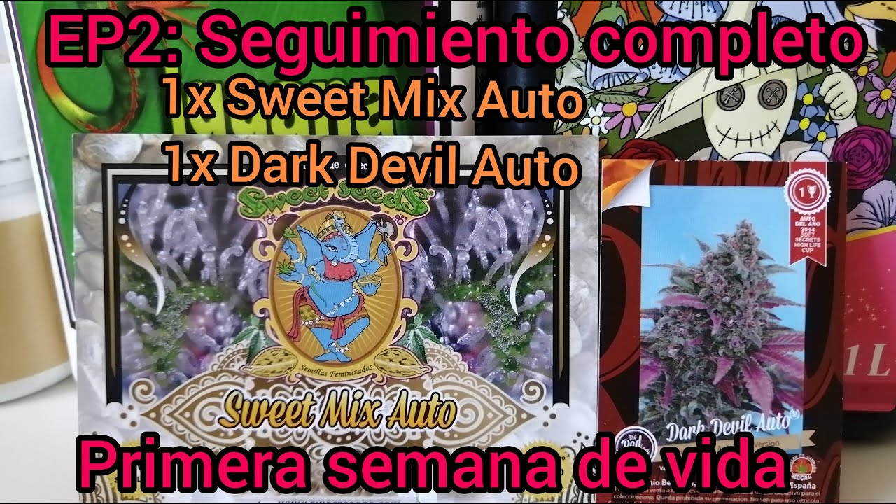 EP2: Seguimiento Completo Sweet Mix y Dark Devil Auto en exterior // Primera semana de vida