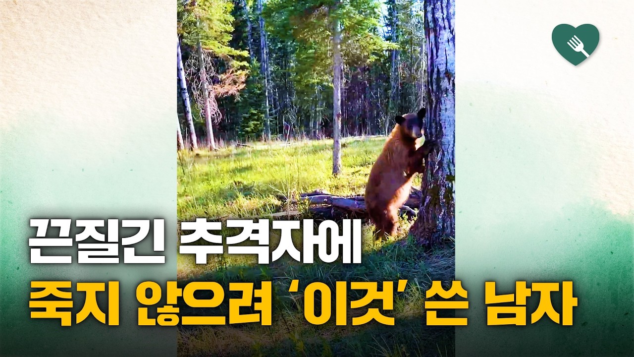 끈질긴 곰의 추격에 '이것' 쓴 남자