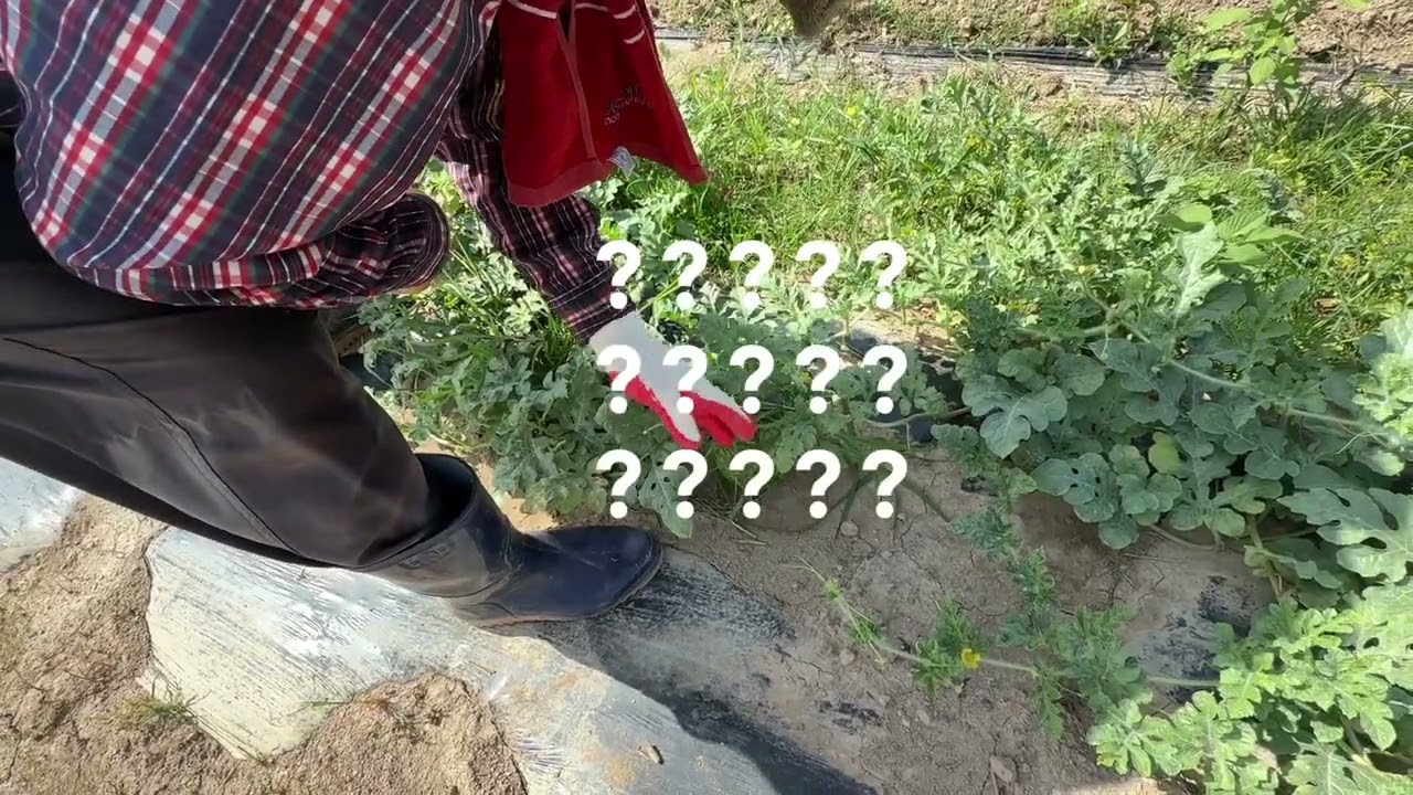 작년 여름 갱한쓰 농작물 수확일기