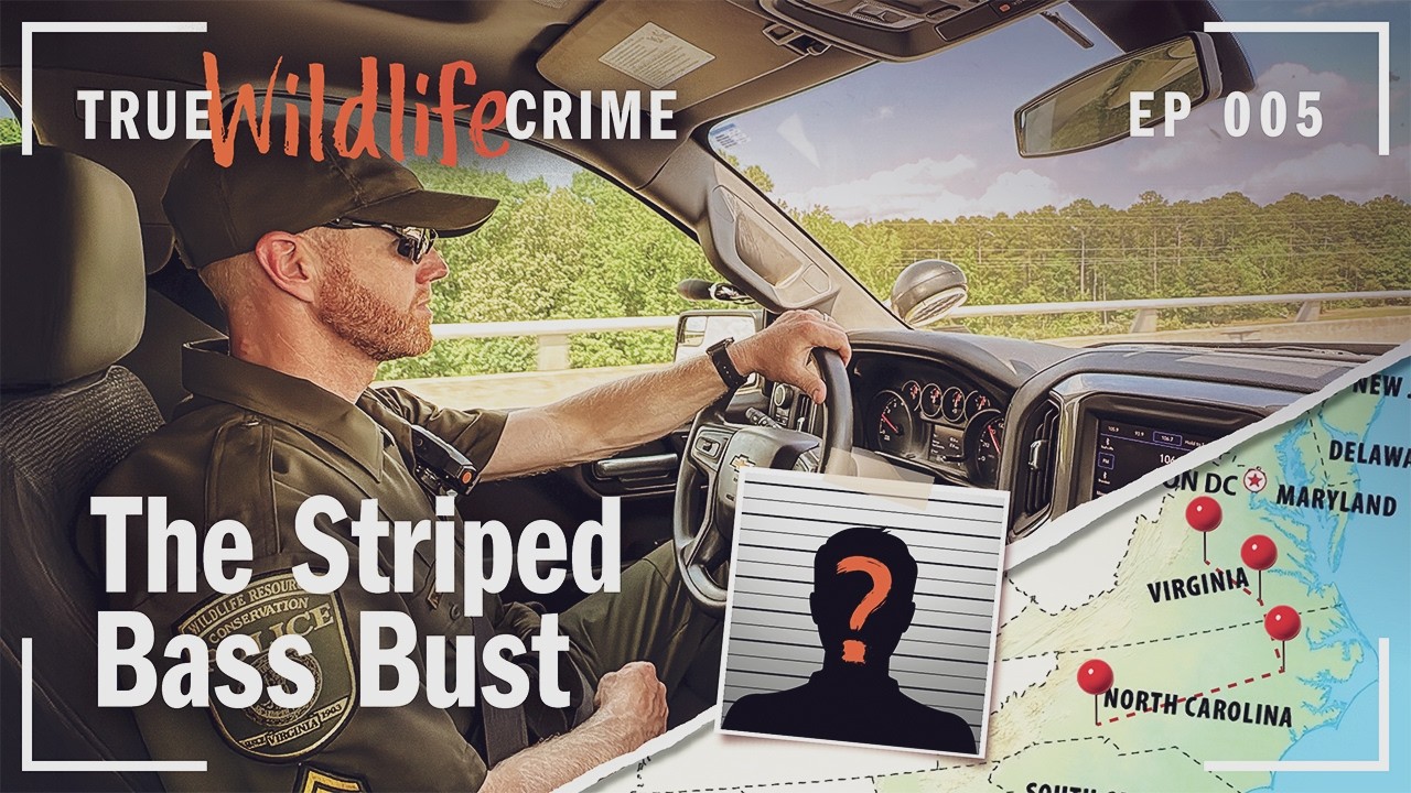 True Wildlife Crime: The Striped Bass Bust at Kerr Dam