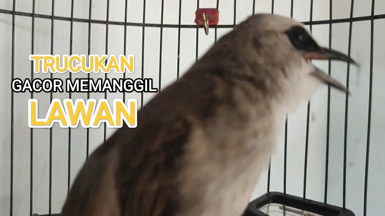 TRUCUKAN GACOR MEMANGGIL LAWAN SUARA MERDU PALING DICARI UNTUK PANCINGAN 