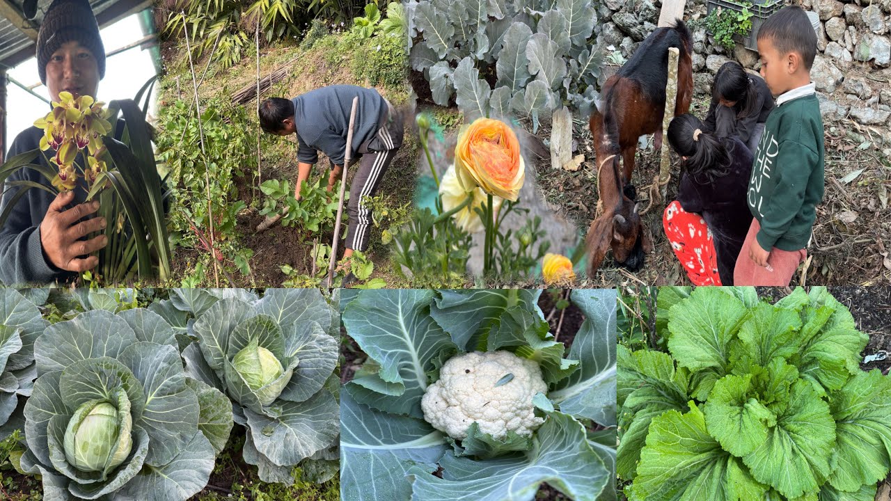 Organic Cabbage Dami Wow New Member Is Coming Today || Rural Life In Village Vlog ||