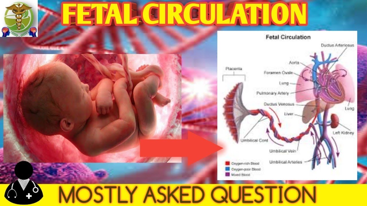 Fetal circulation | Full explanation | Embryology