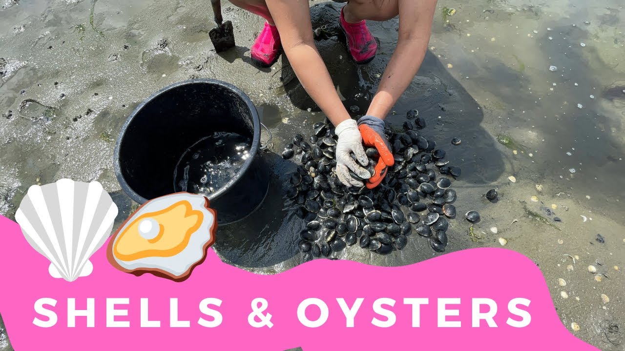Here’s where you can get SHELLS and OYSTERS for FREE!
