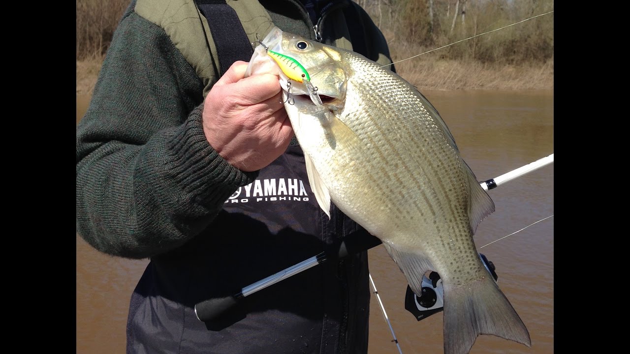 White Bass School is in Session