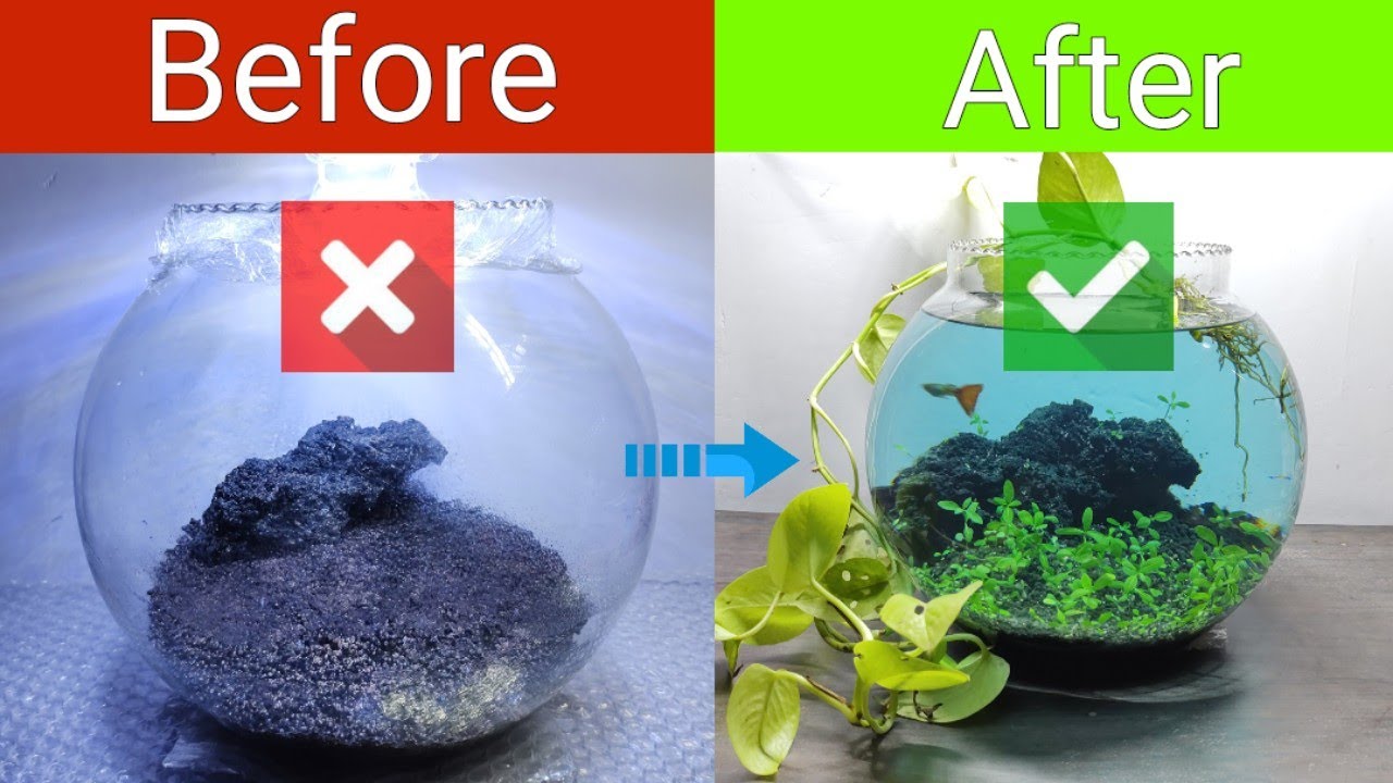 DRY START METHOD planted fish bowl with carpet seeds | No Filter, No Co2 setup @LushAqua