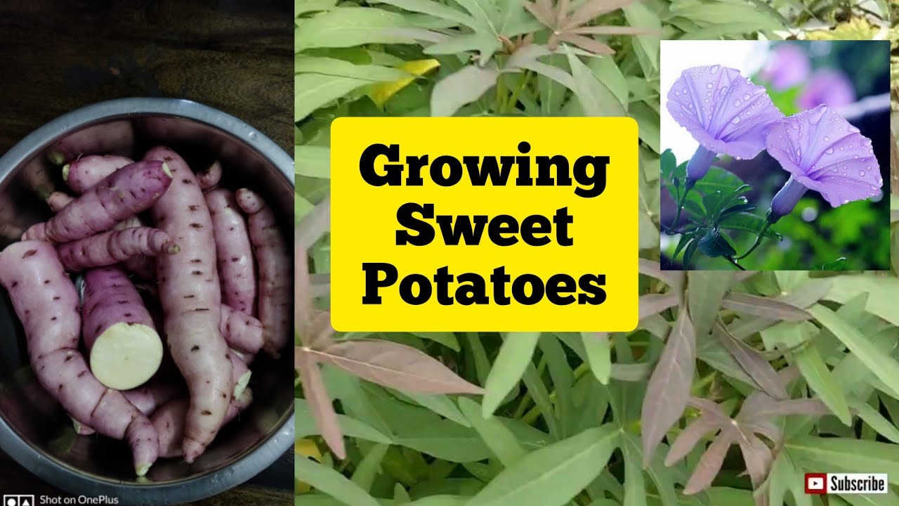 Growing sweet potatoes in containers||சக்கரவள்ளி கிழங்கு வளர்ப்பு||complete harvest video #103