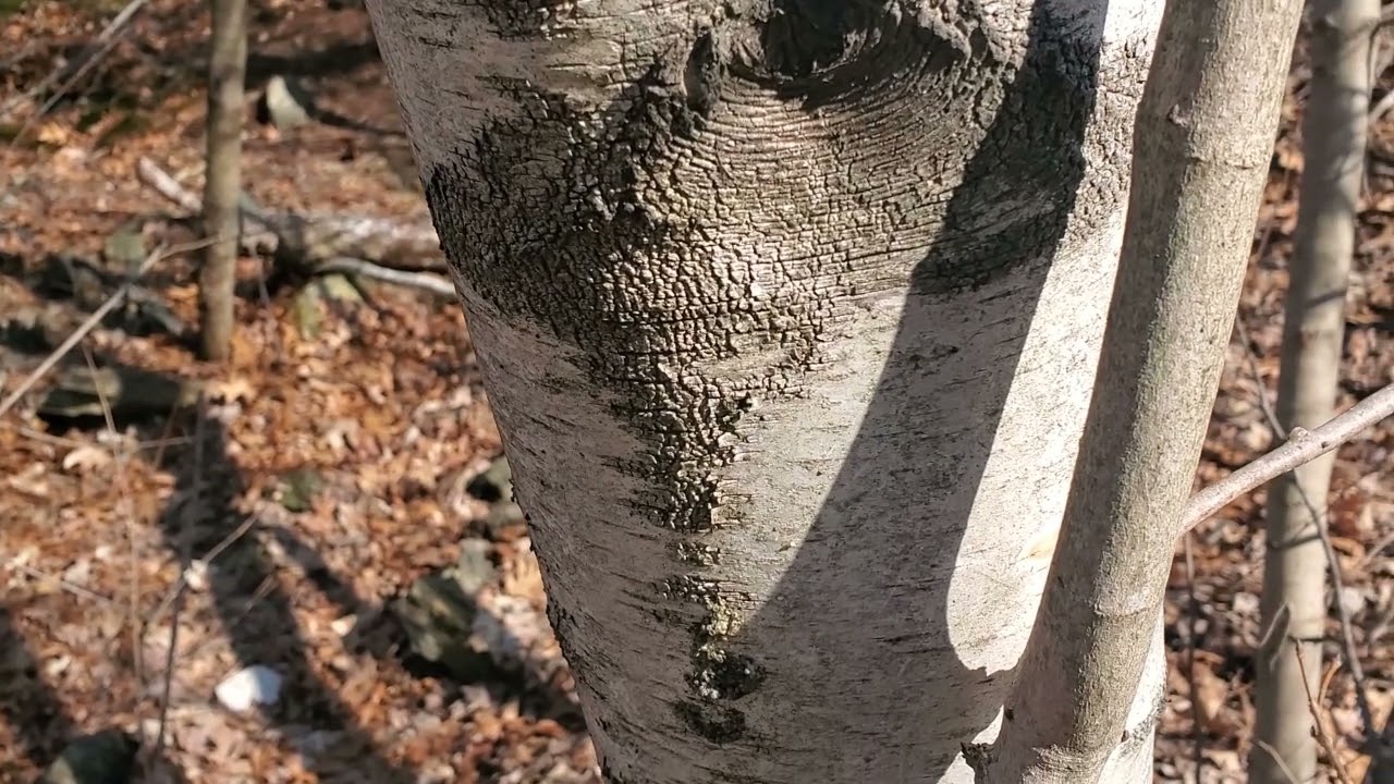Tapping Birch for Sap and Syrup