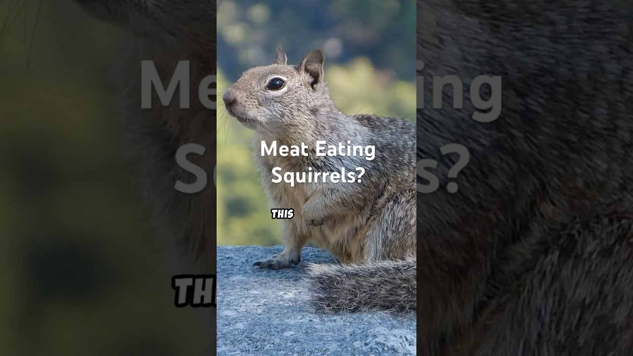 California Ground Squirrels: The Unexpected Vole Hunter! 