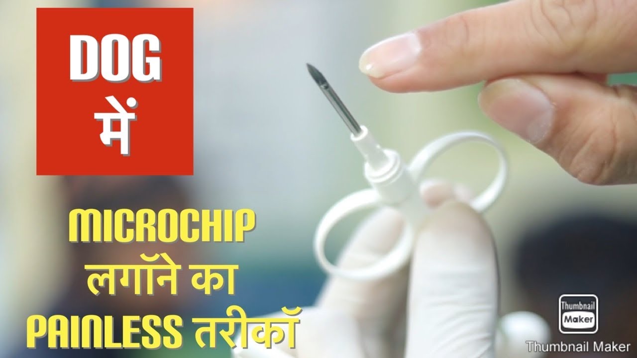 How To Inject Microchip In  Dogs Without Pain