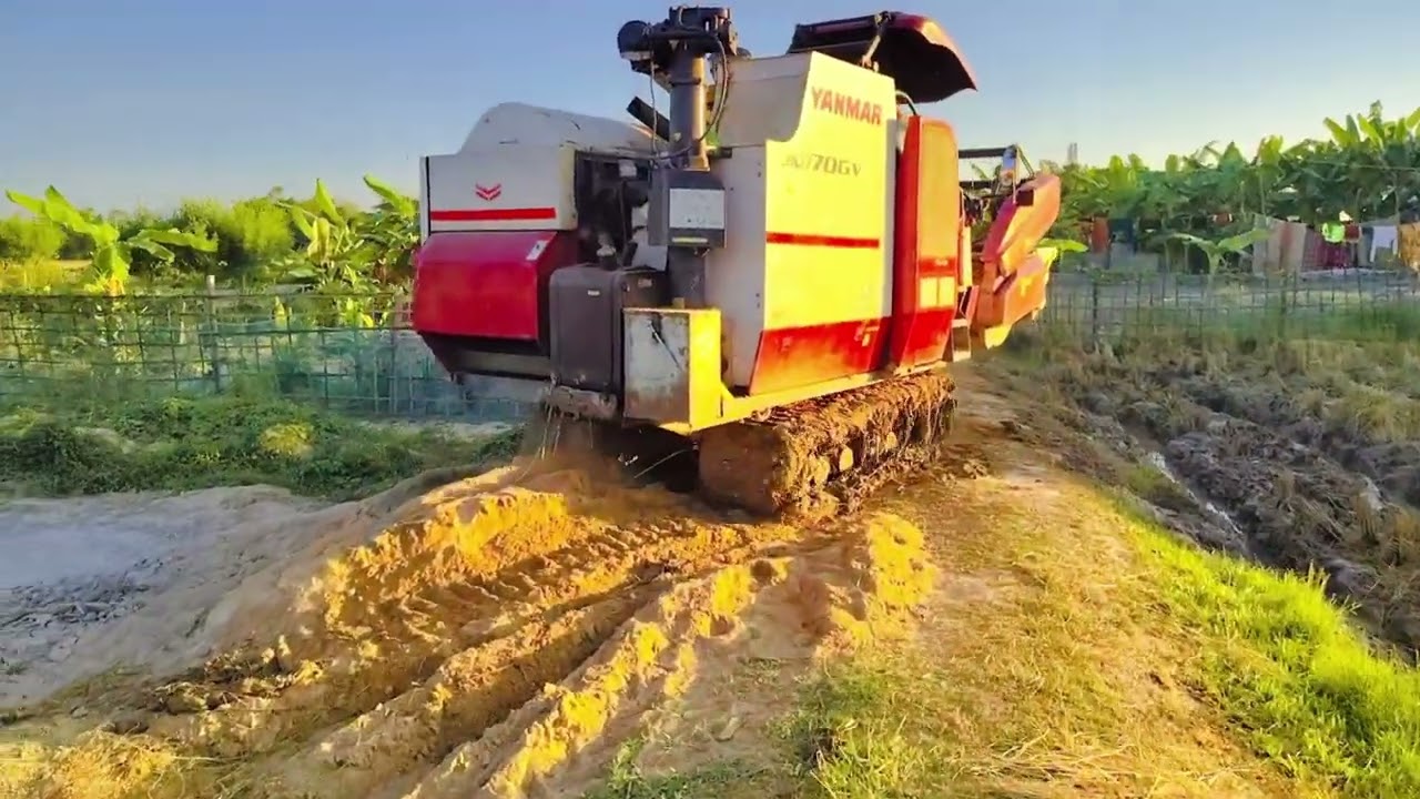 ধান কাটার সময় হারভেস্টার কাঁদাতে ফেঁসে গেল 😱 | Paddy Harvester Stuck in Mud