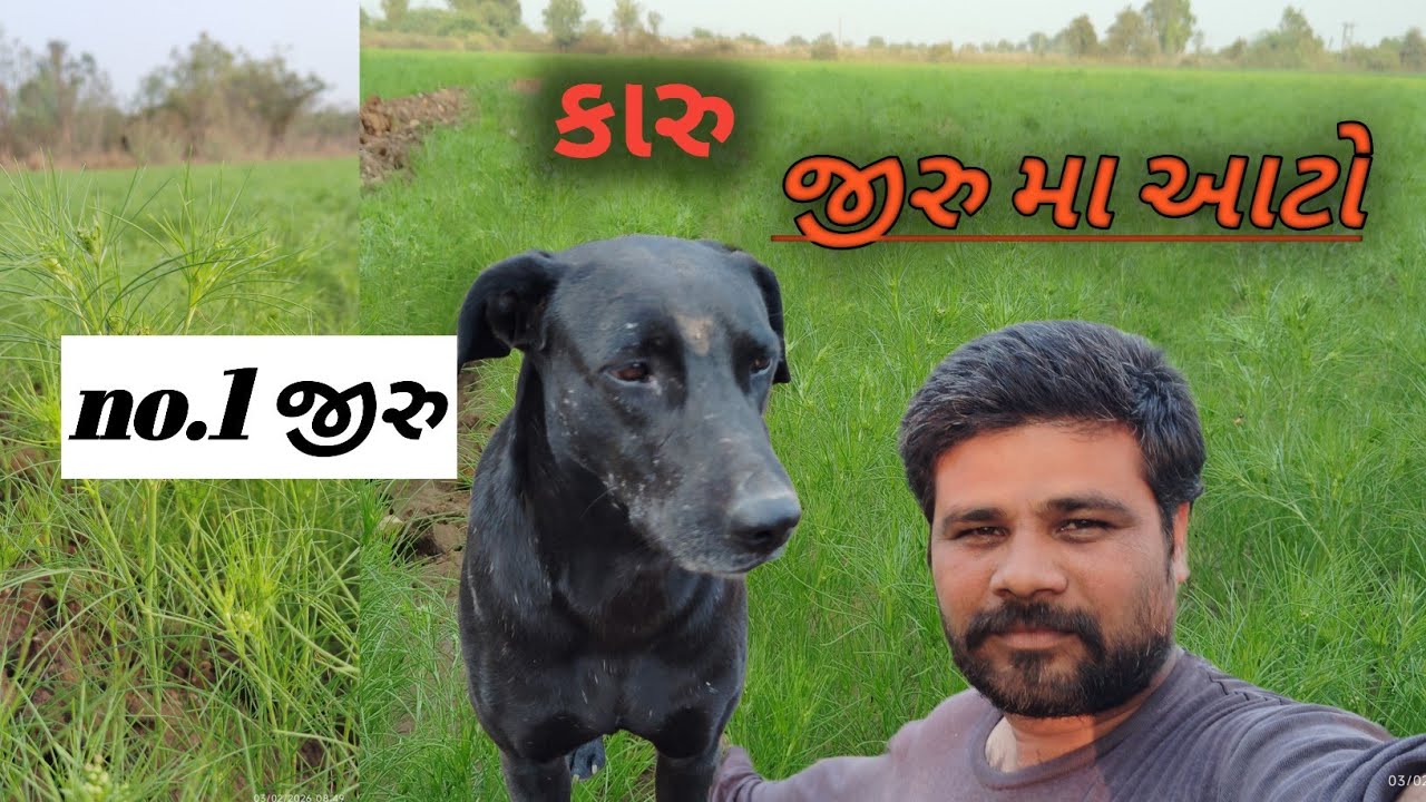 સવાર સવાર જીરુ મા આટો 🌱 | Desi Farming Vlog | vadilife