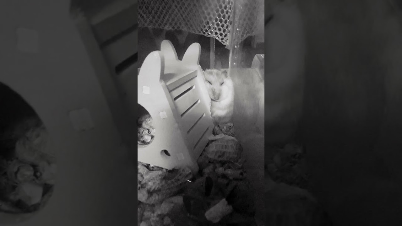 my hamster  weird sleeping POSITION👍💞