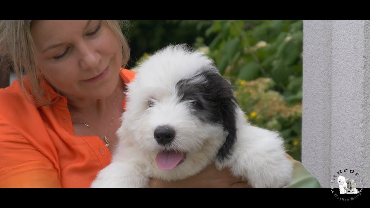 Bobtail Macoes Dima 2,5 months