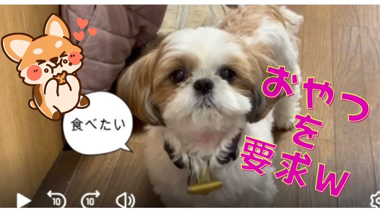 【シーズー】【ふくちゃん】「おやつのおかわりが欲しいふくちゃんｗ」