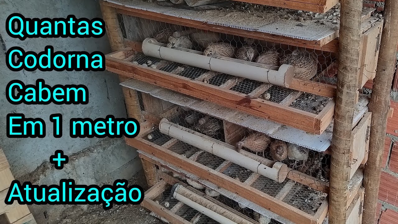 QUANTAS CODORNAS cabem em 1 metro + atualização